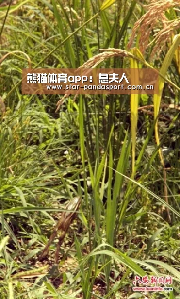 熊猫体育app